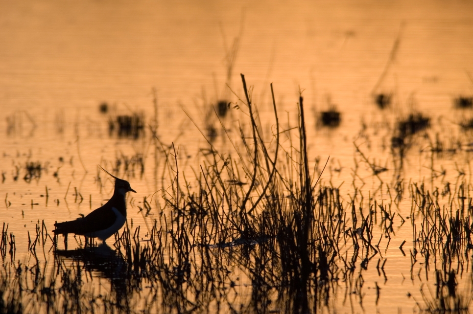 Restore your mental wellbeing  in our uplifting wetlands this autumn